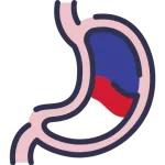 Tractus gastro-intestinal